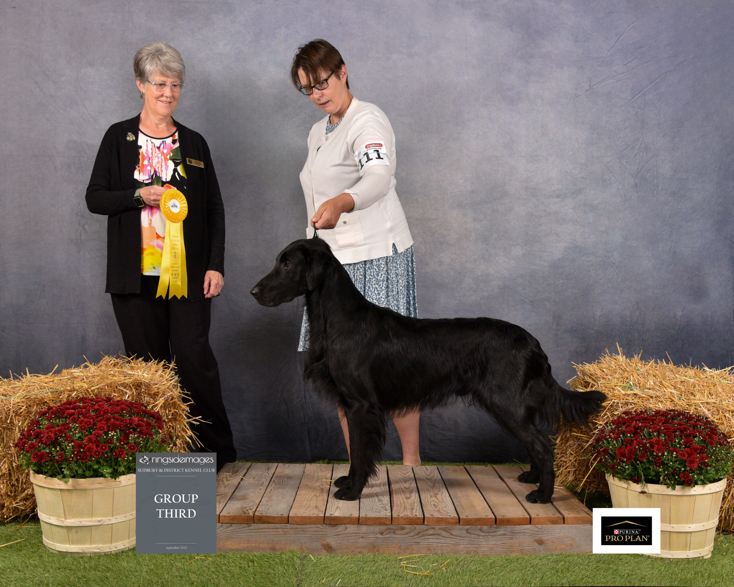 Winston: Grand Champion CKC