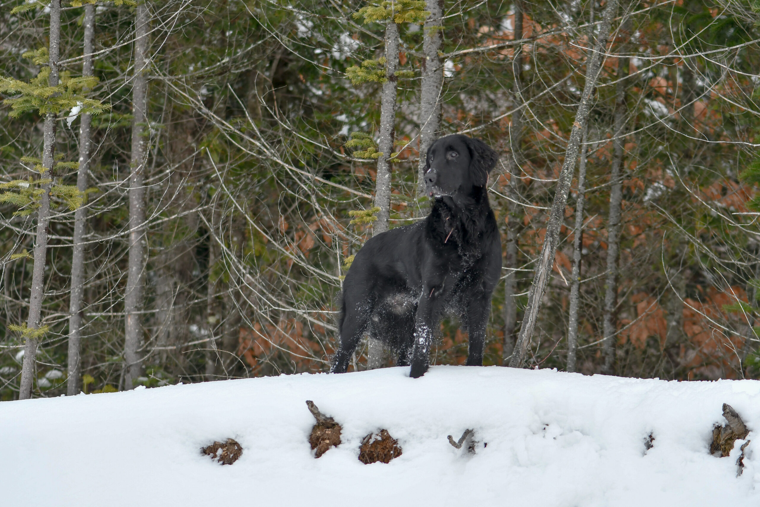 Knightcastle Flat-coated retriever