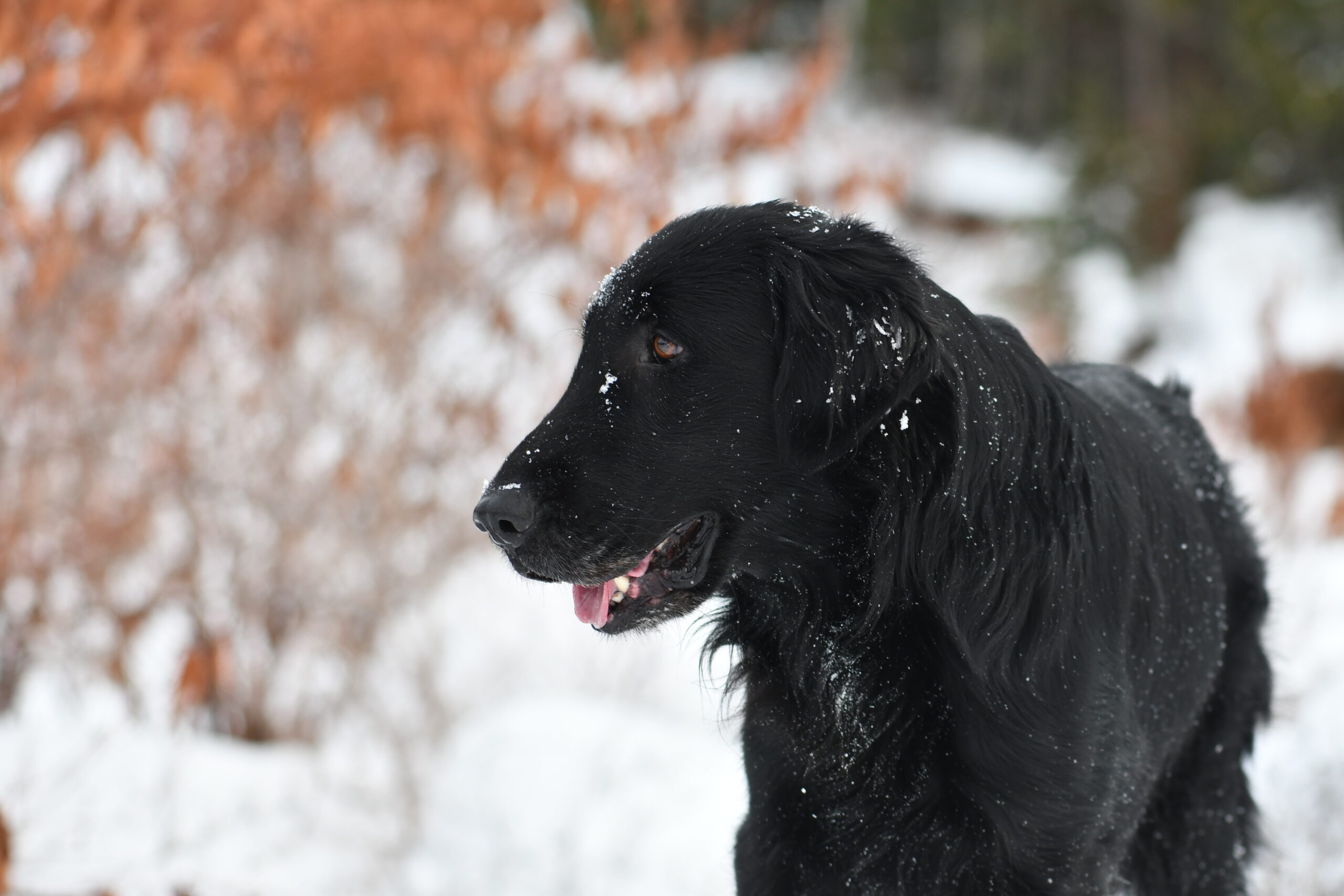 Knightcastle Bienvenue