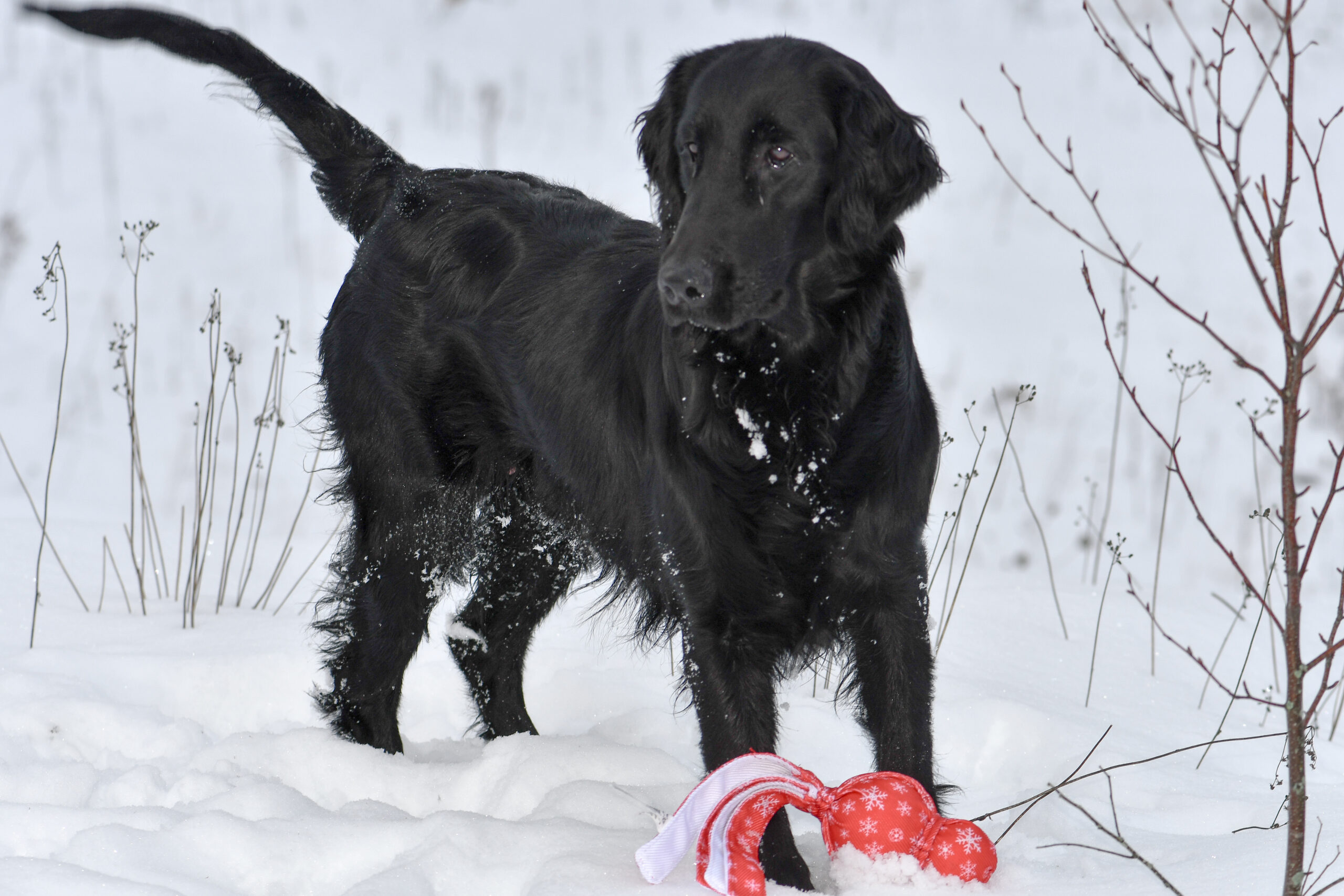 Knightcastle élevage maison