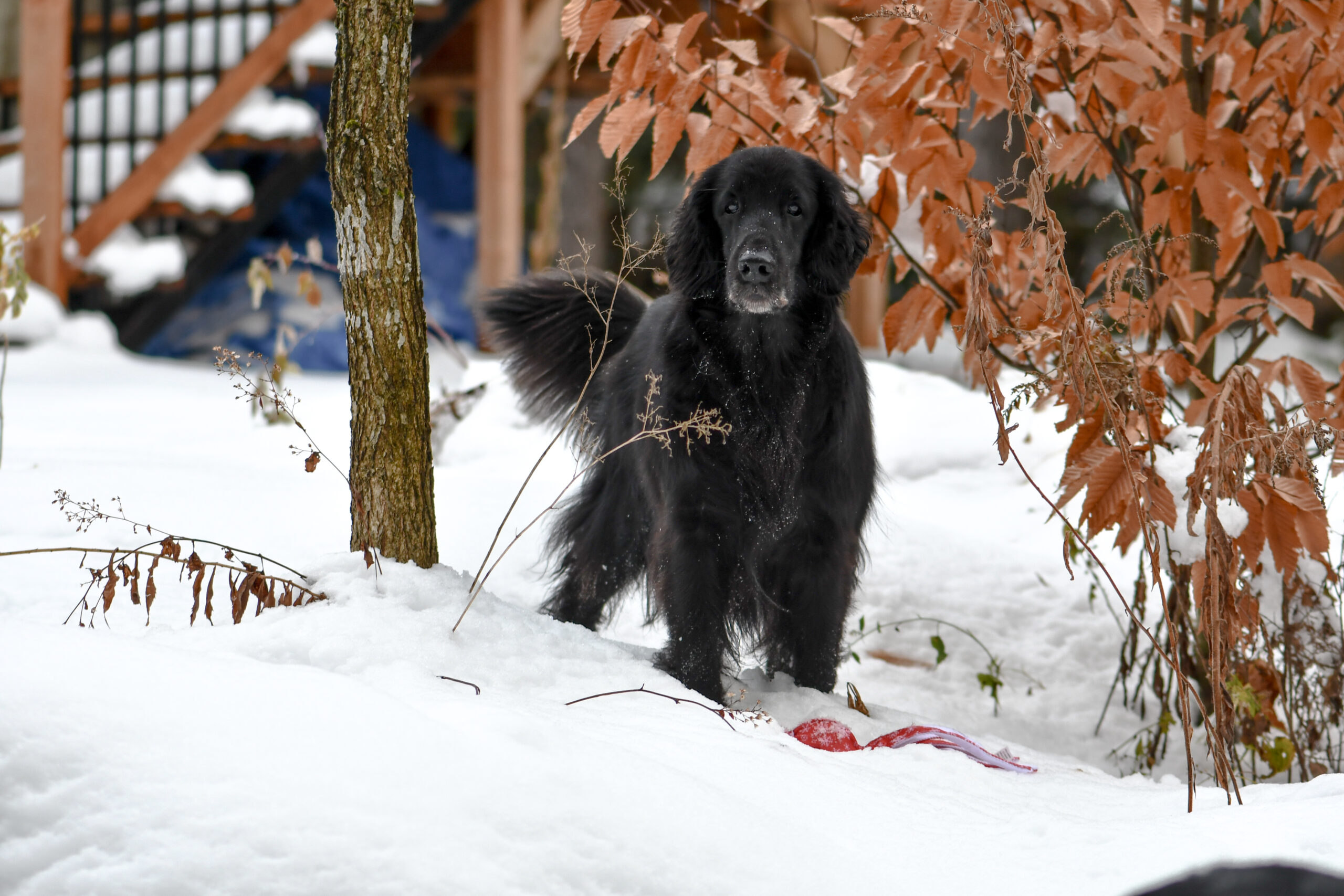 Knightcastle Québec