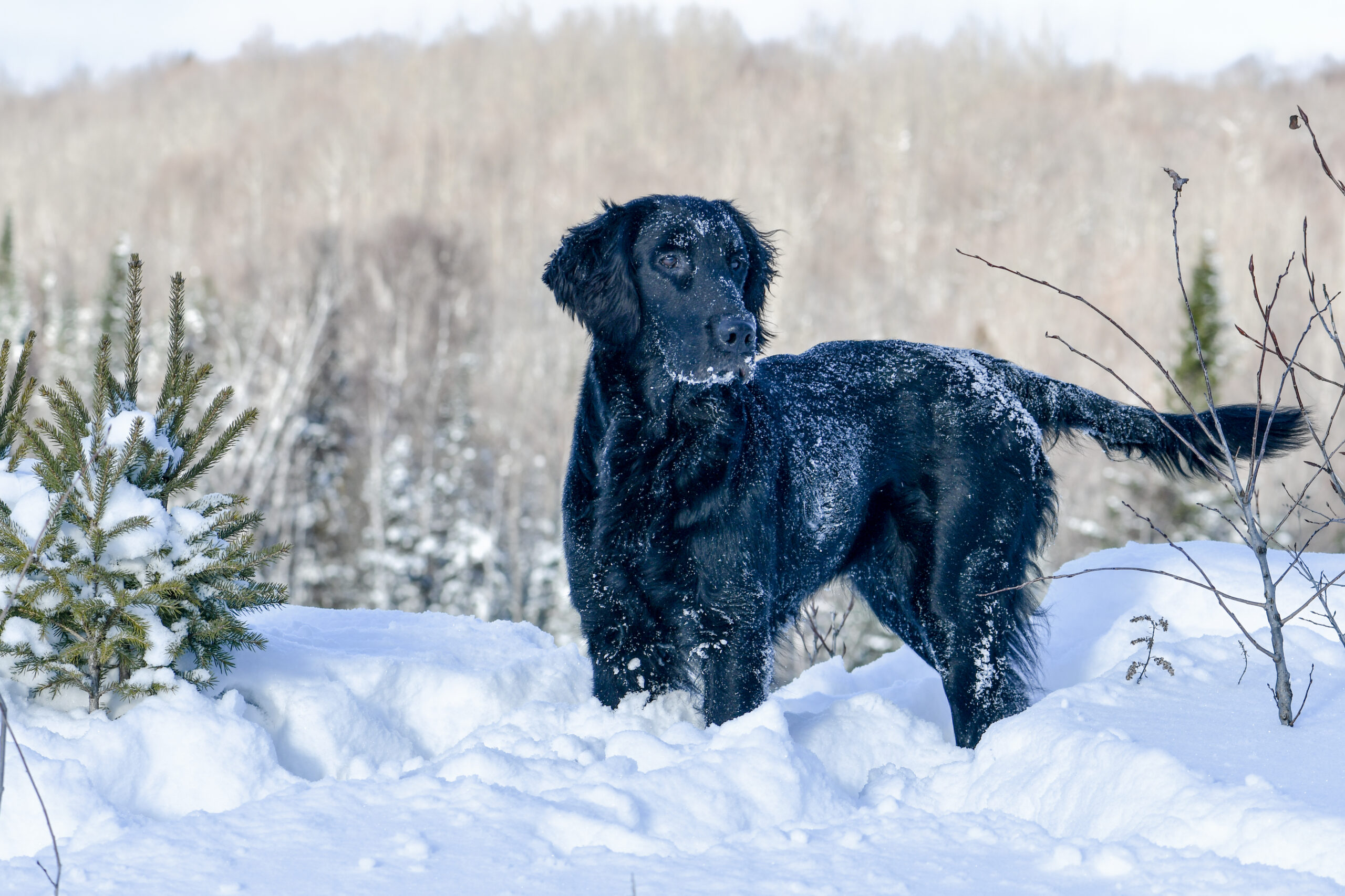 Knightcastle (Petula)