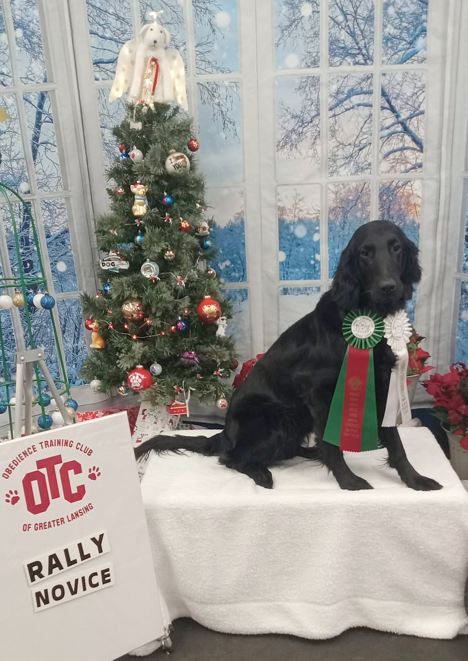 Briar : Titres BN & RN AKC