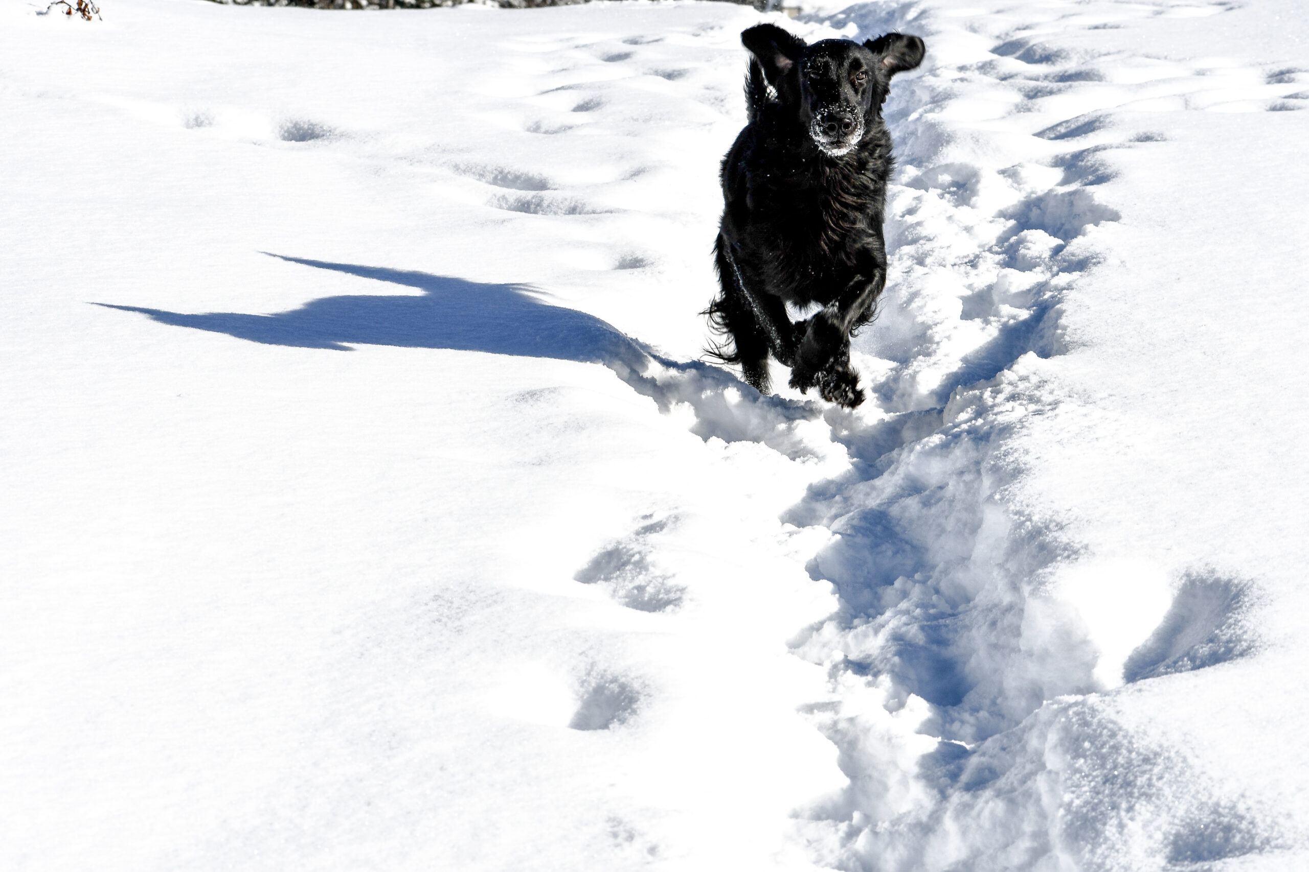 Knightcastle (Avril)