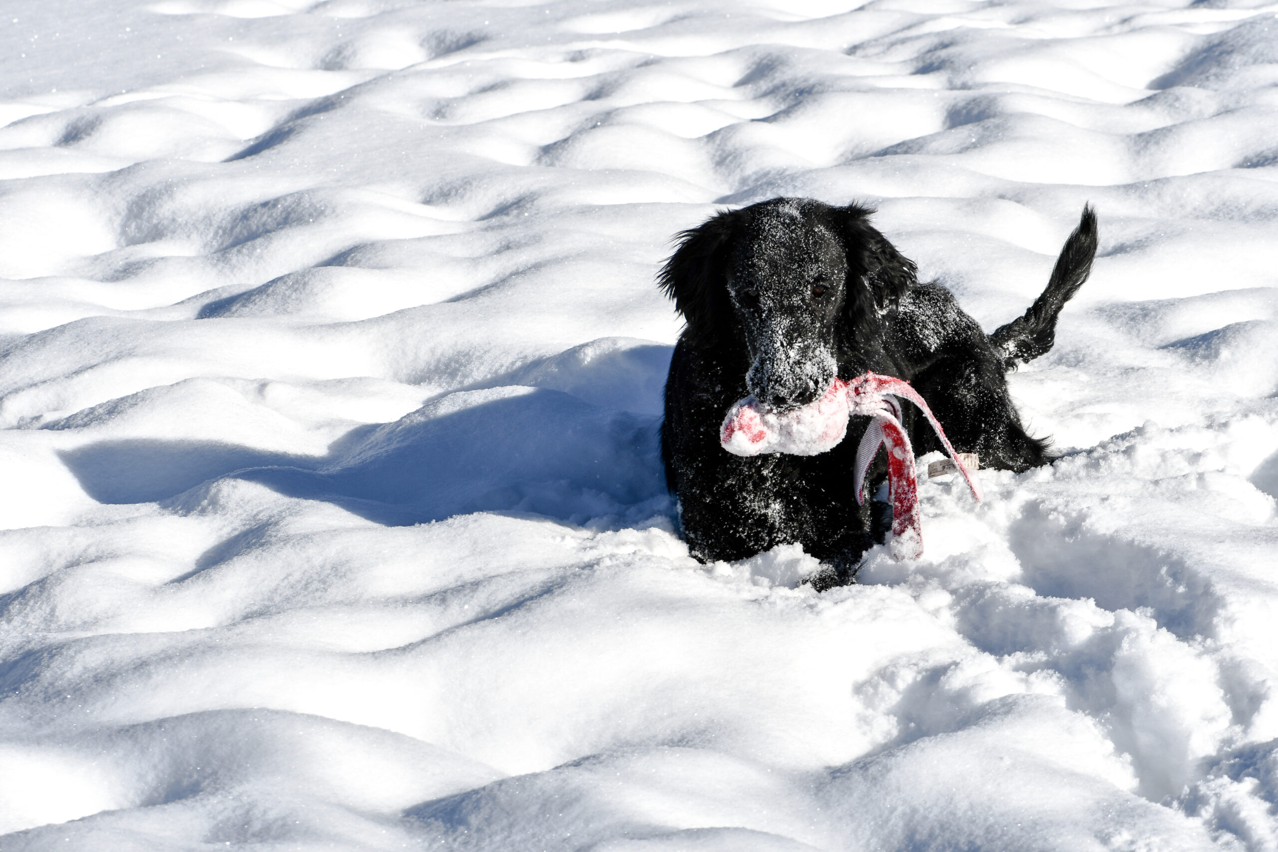 Knightcastle (Macha)