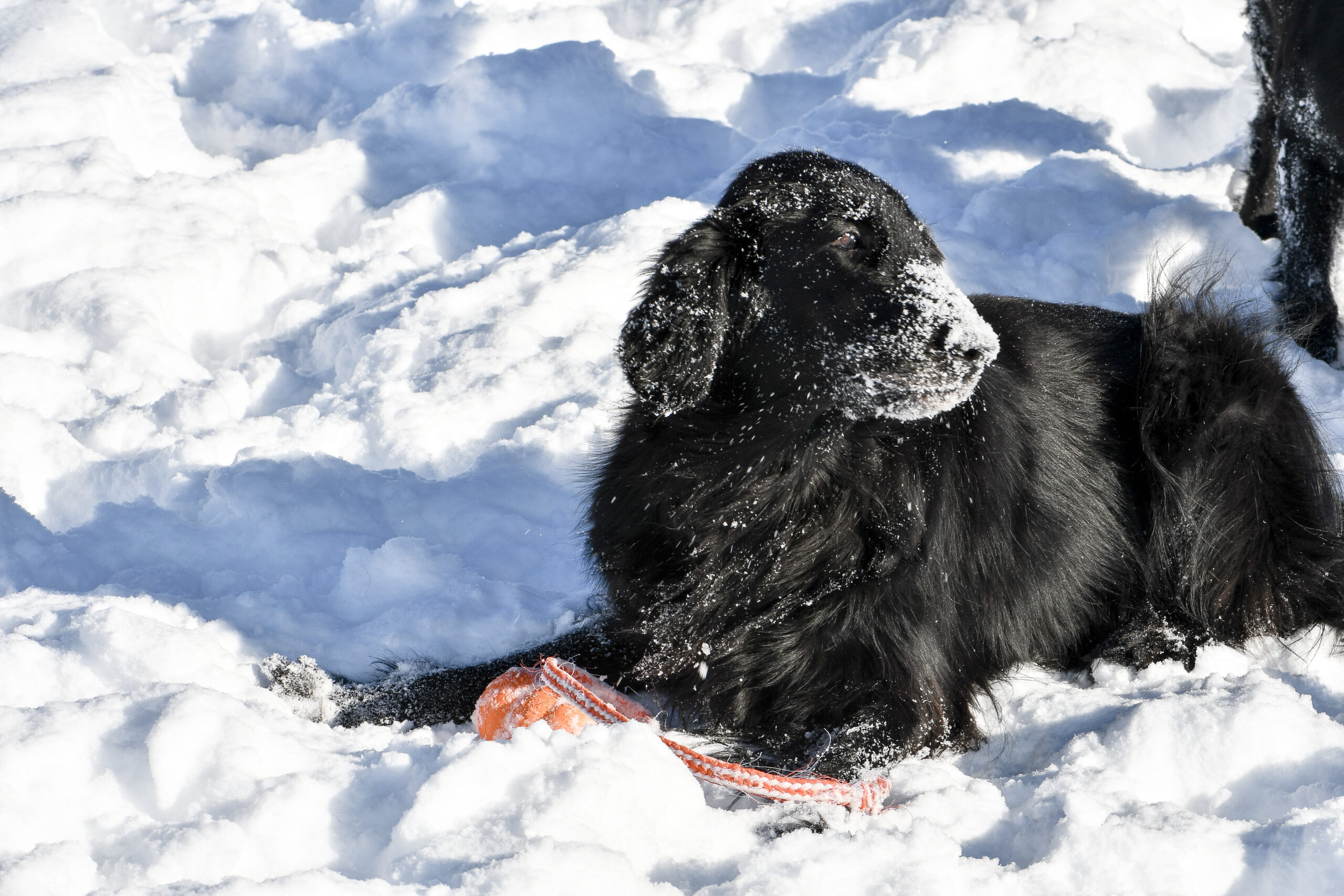 Knightcastle (Blanche)