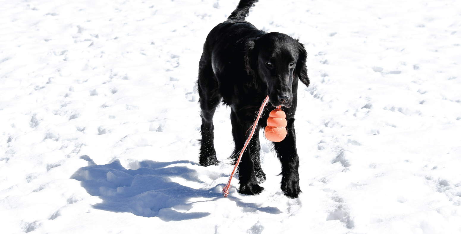 Knightcastle (Petula)