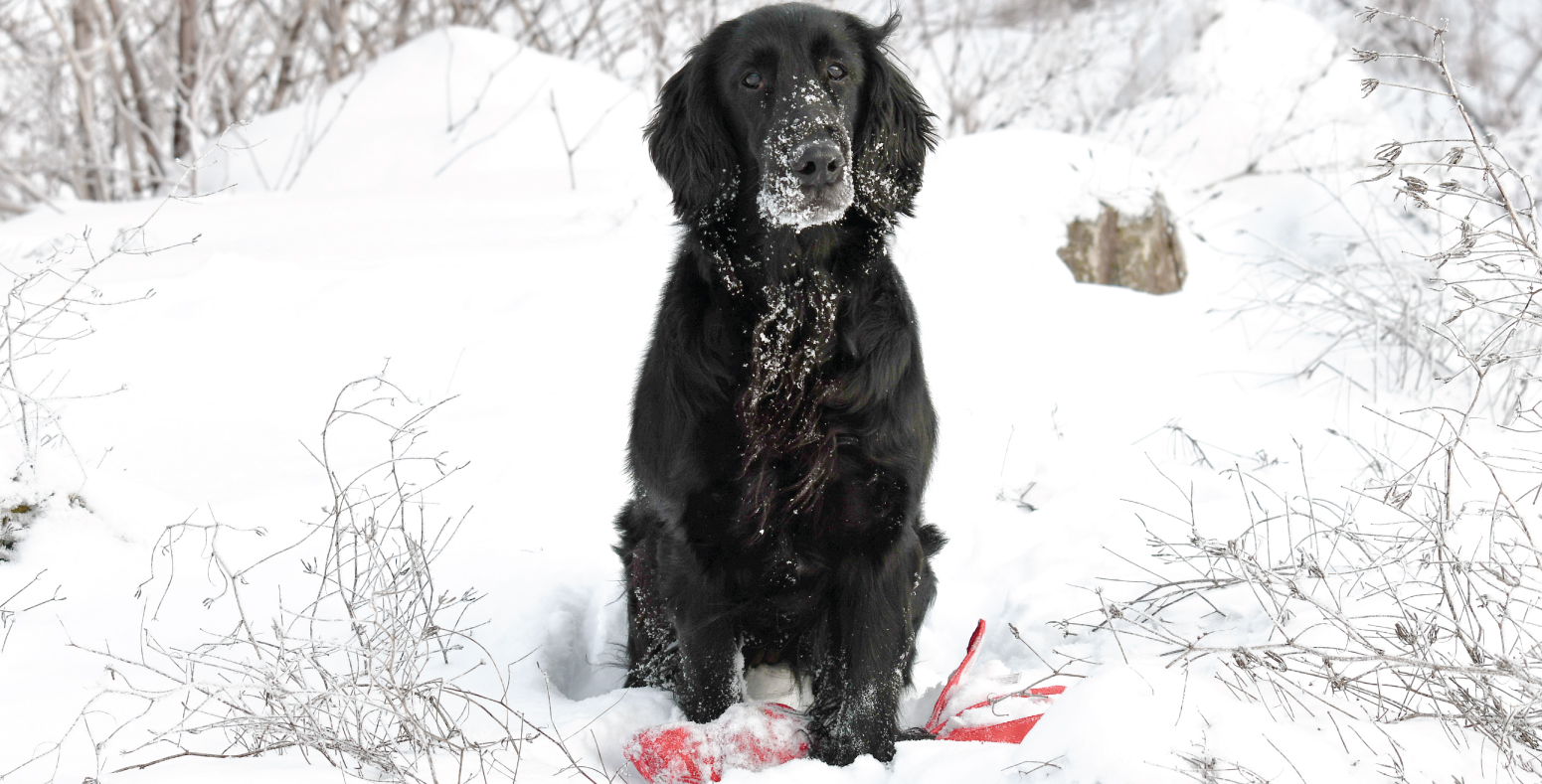 Knightcastle (Avril)