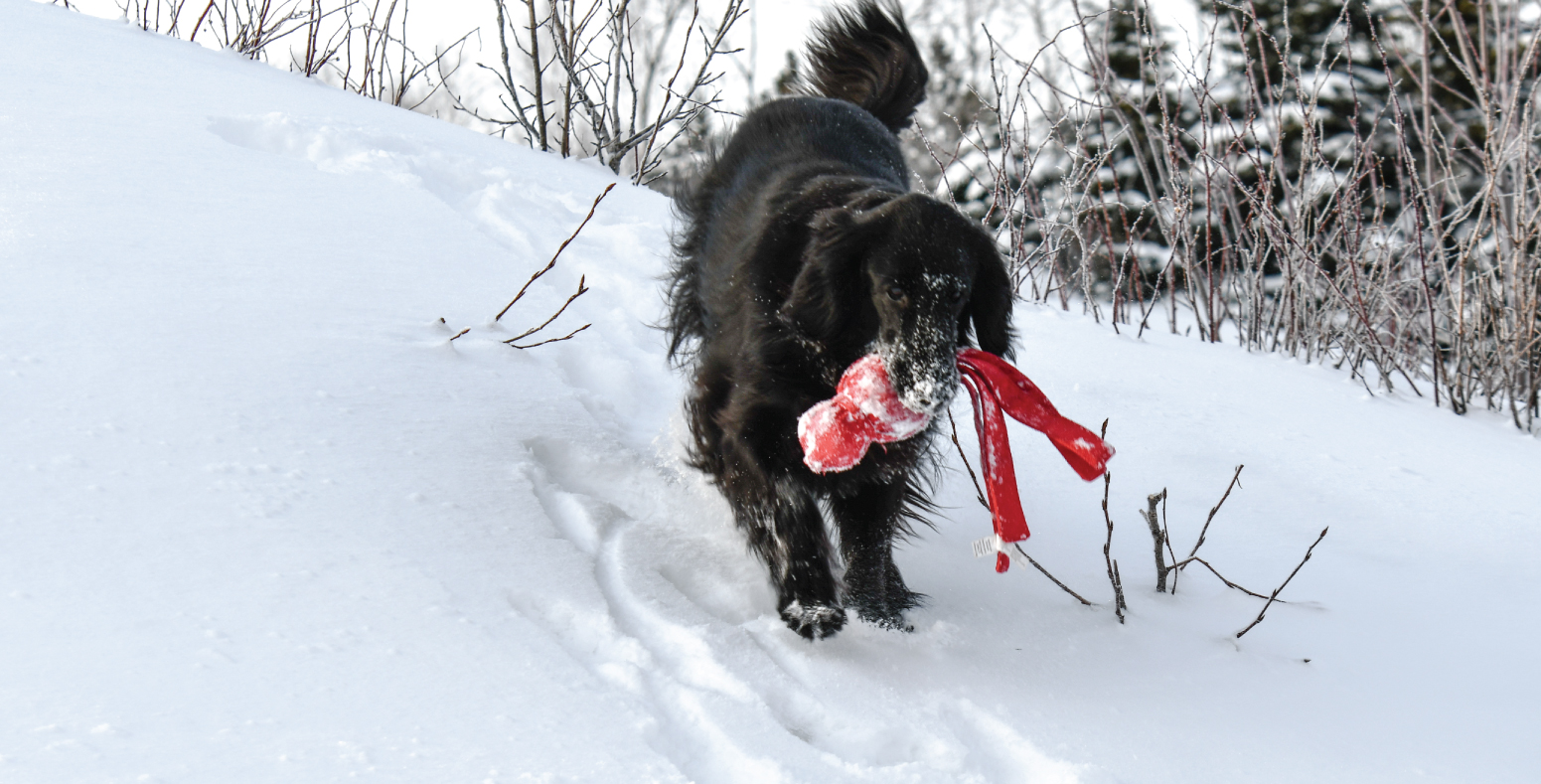 Knightcastle (Blanche)