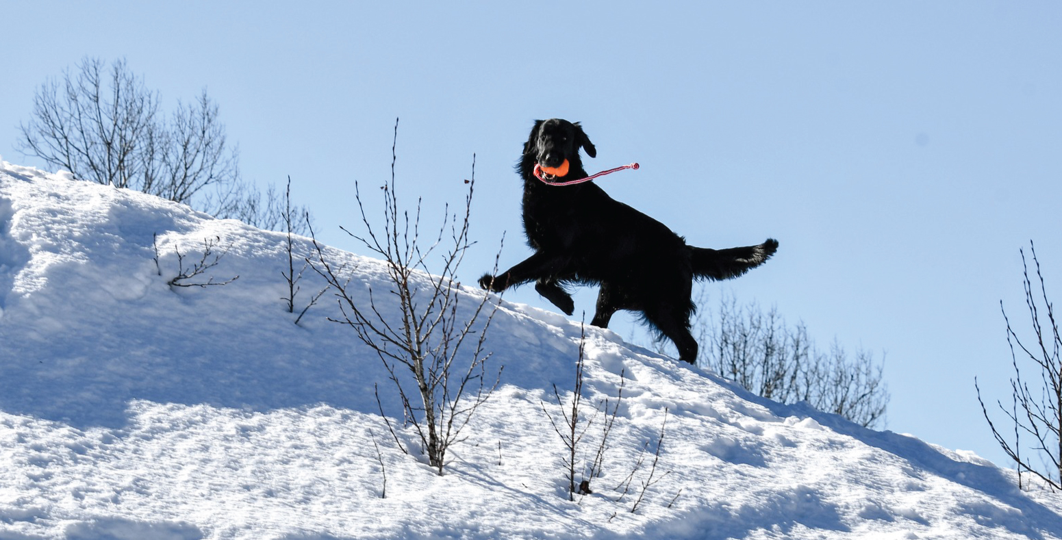 Knightcastle (César)