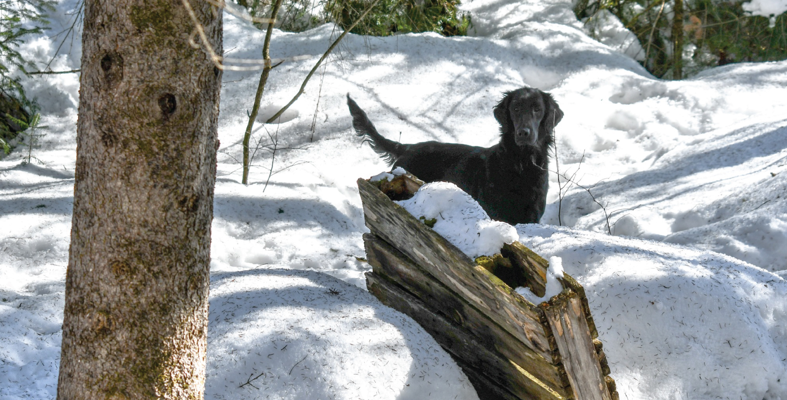 Knightcastle (Macha)