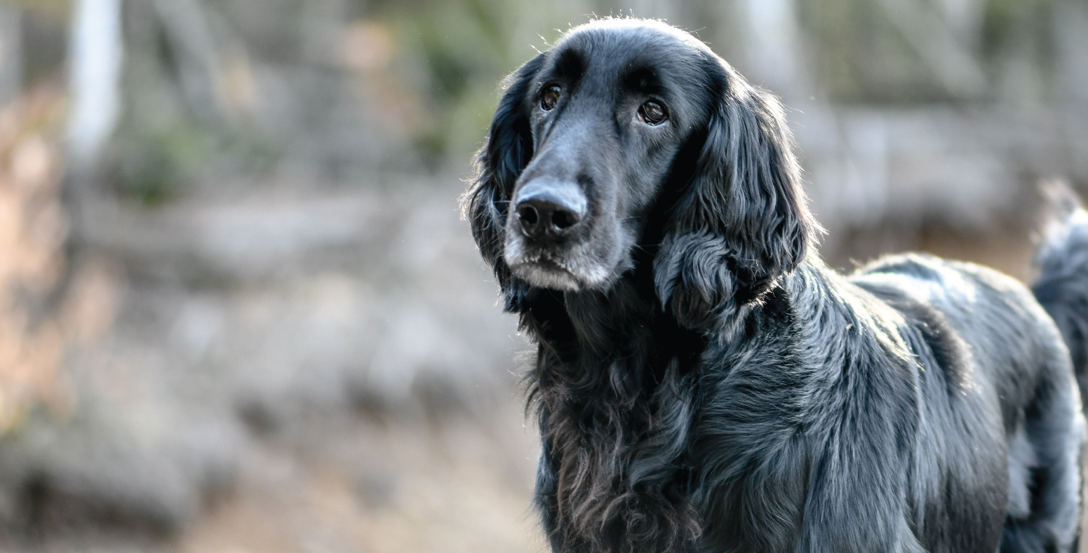 Knightcastle (Avril)