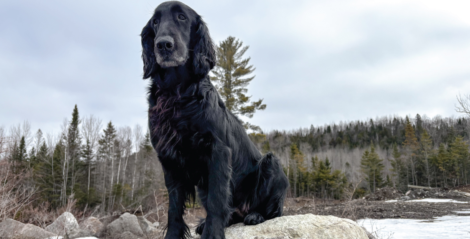 Knightcastle (Avril)