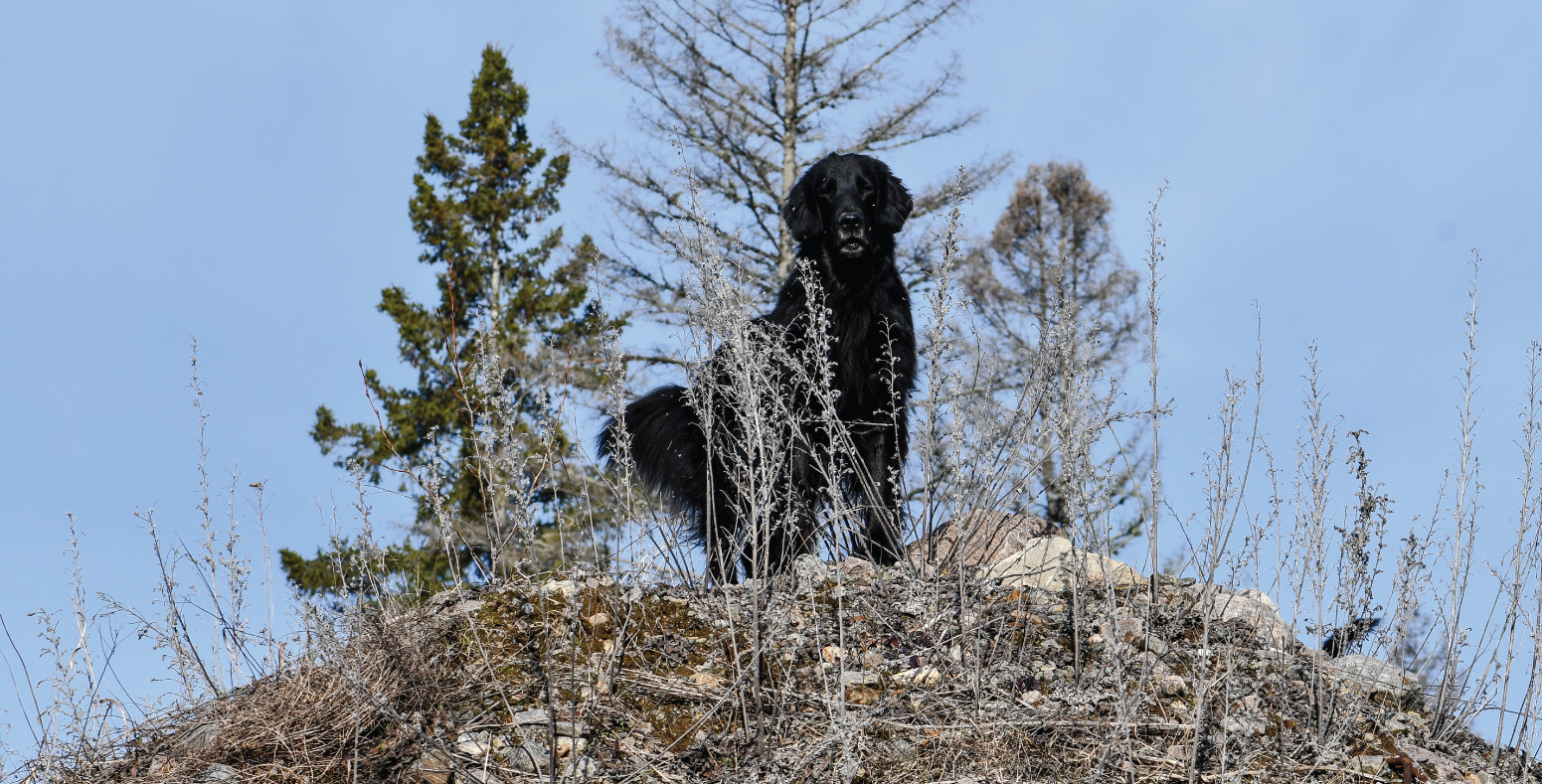 Knightcastle (Blanche)