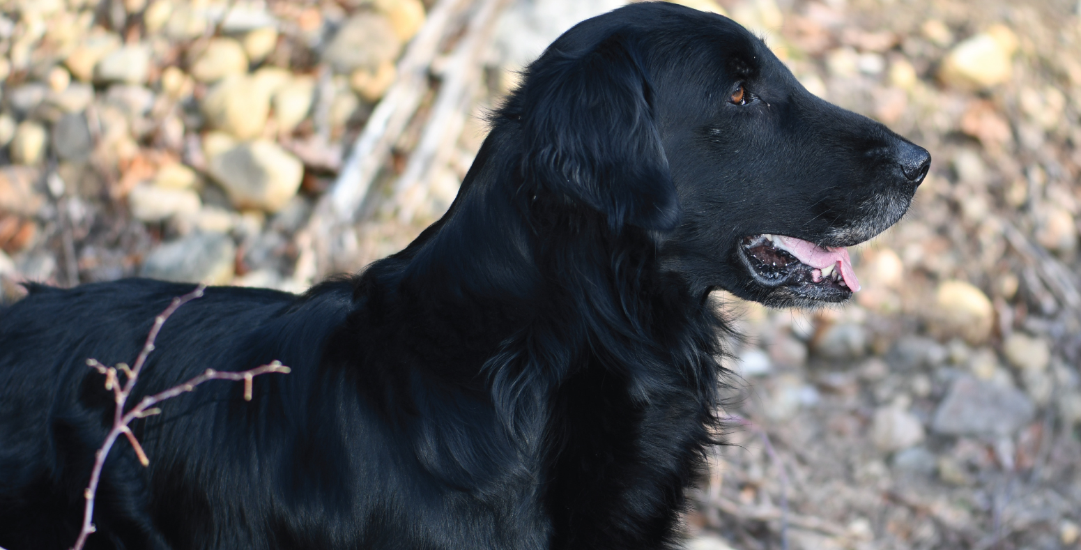 Knightcastle (César)