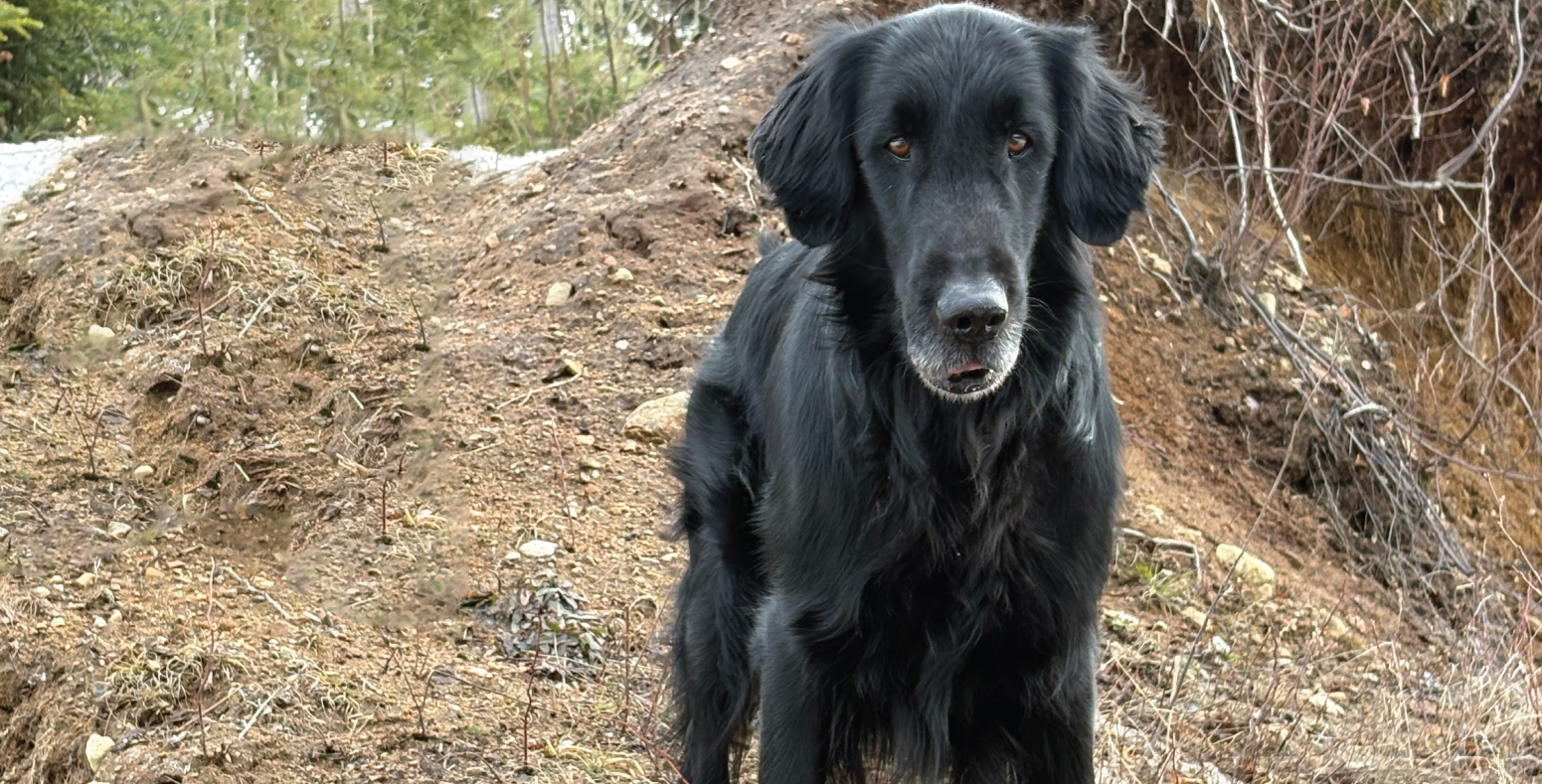 Knightcastle (César)