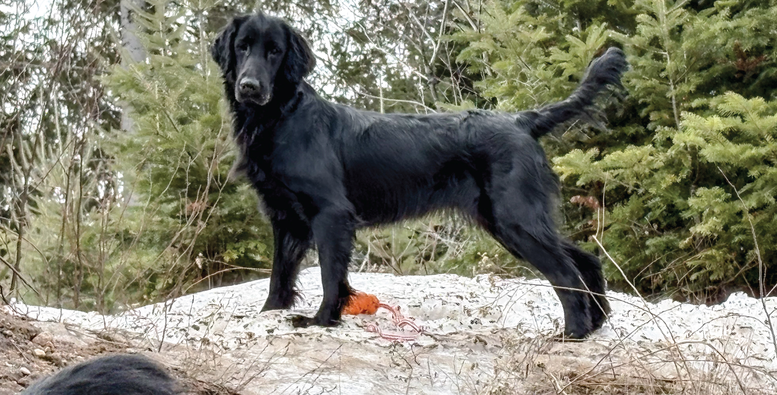 Knightcastle (Macha)