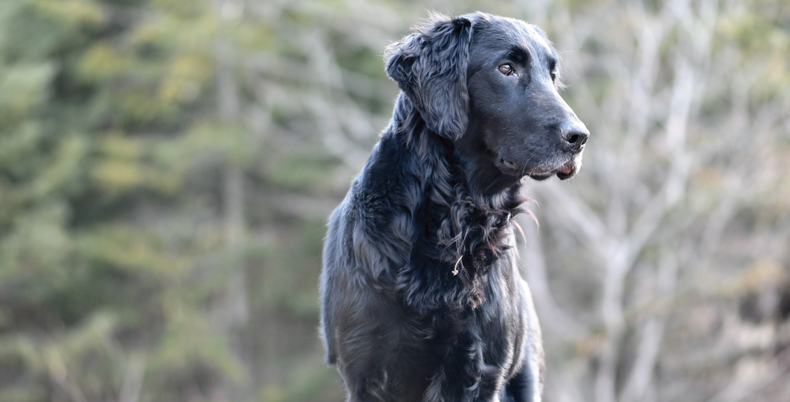 Knightcastle (Petula)