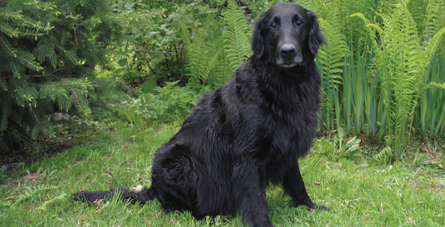 Knightcastle (Céleste 2005-2016)