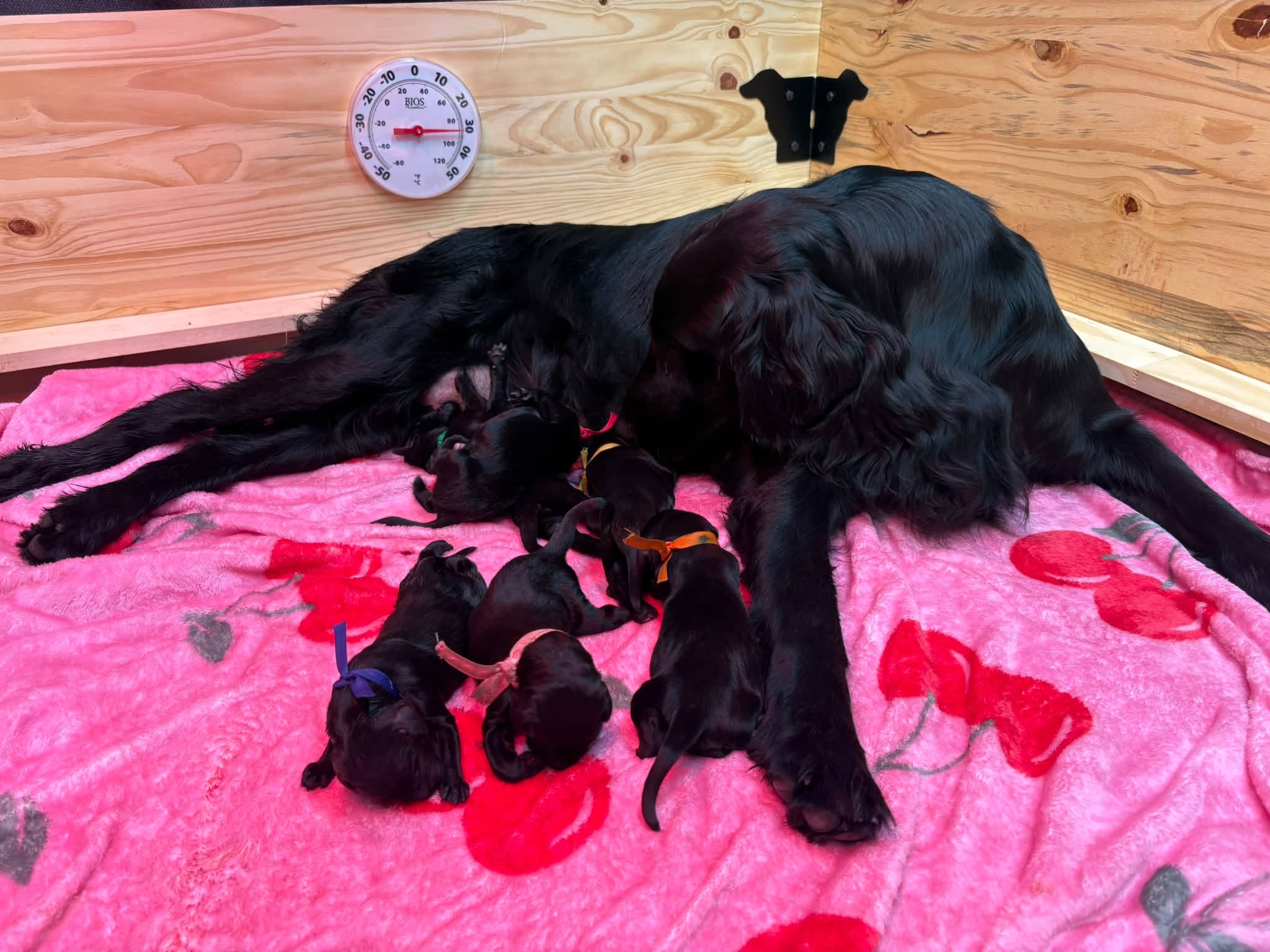 Les chiots de Macha sont arrivés