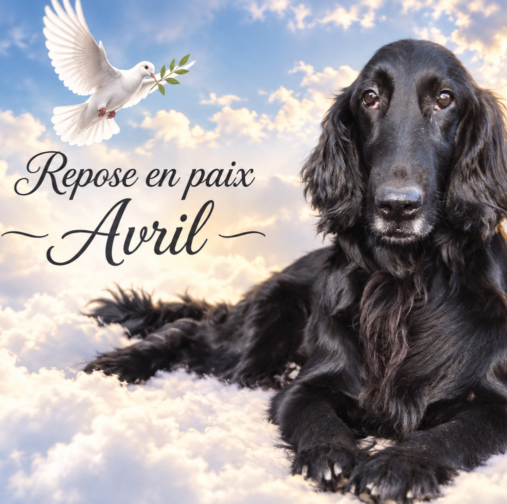 Au revoir ma belle Avril